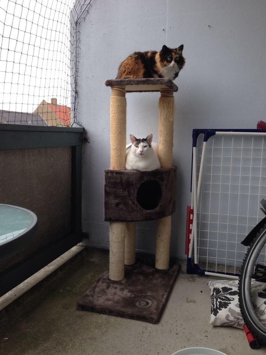 Blanding af racer Gibson billede 13