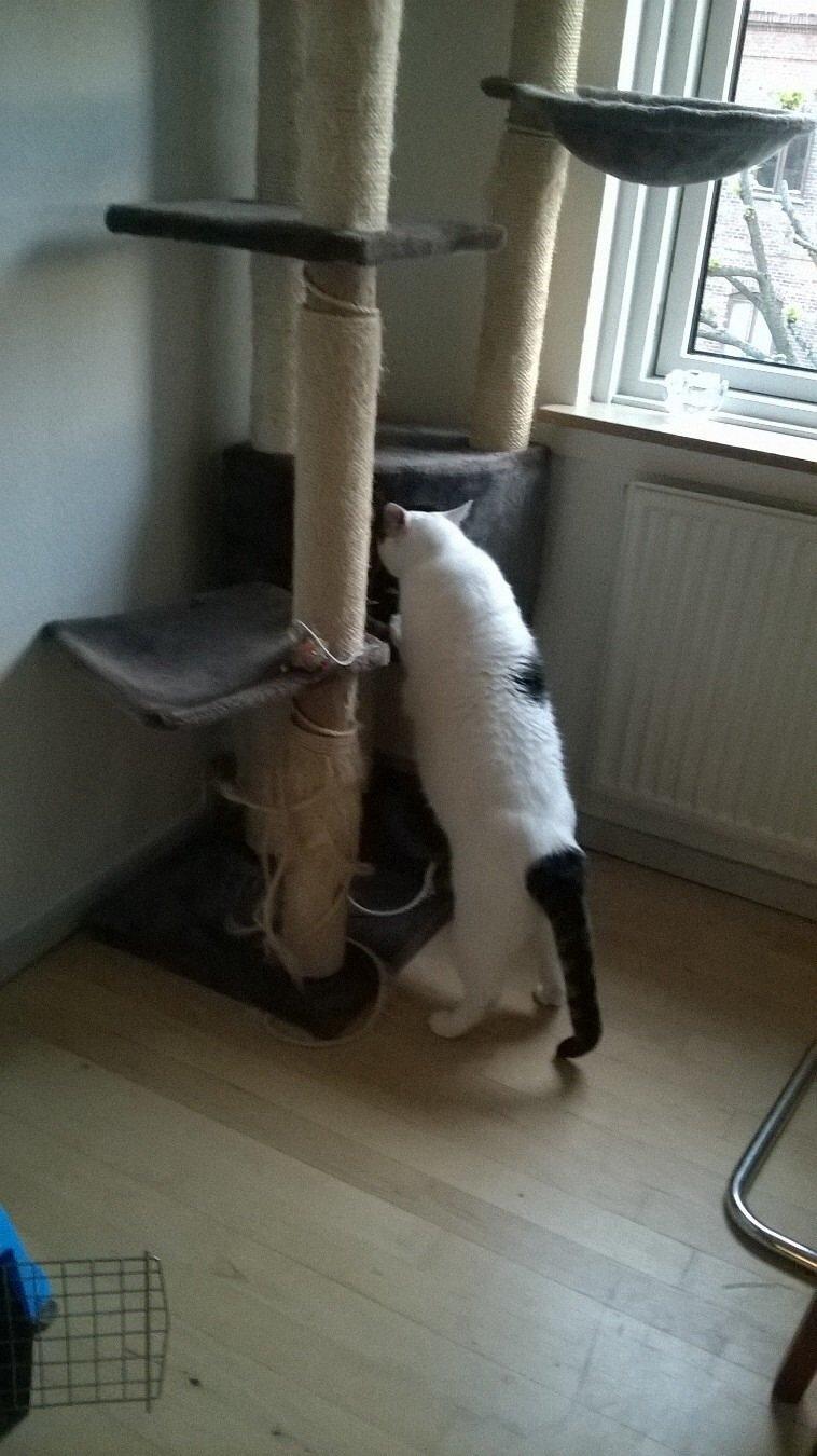 Blanding af racer Gibson billede 6