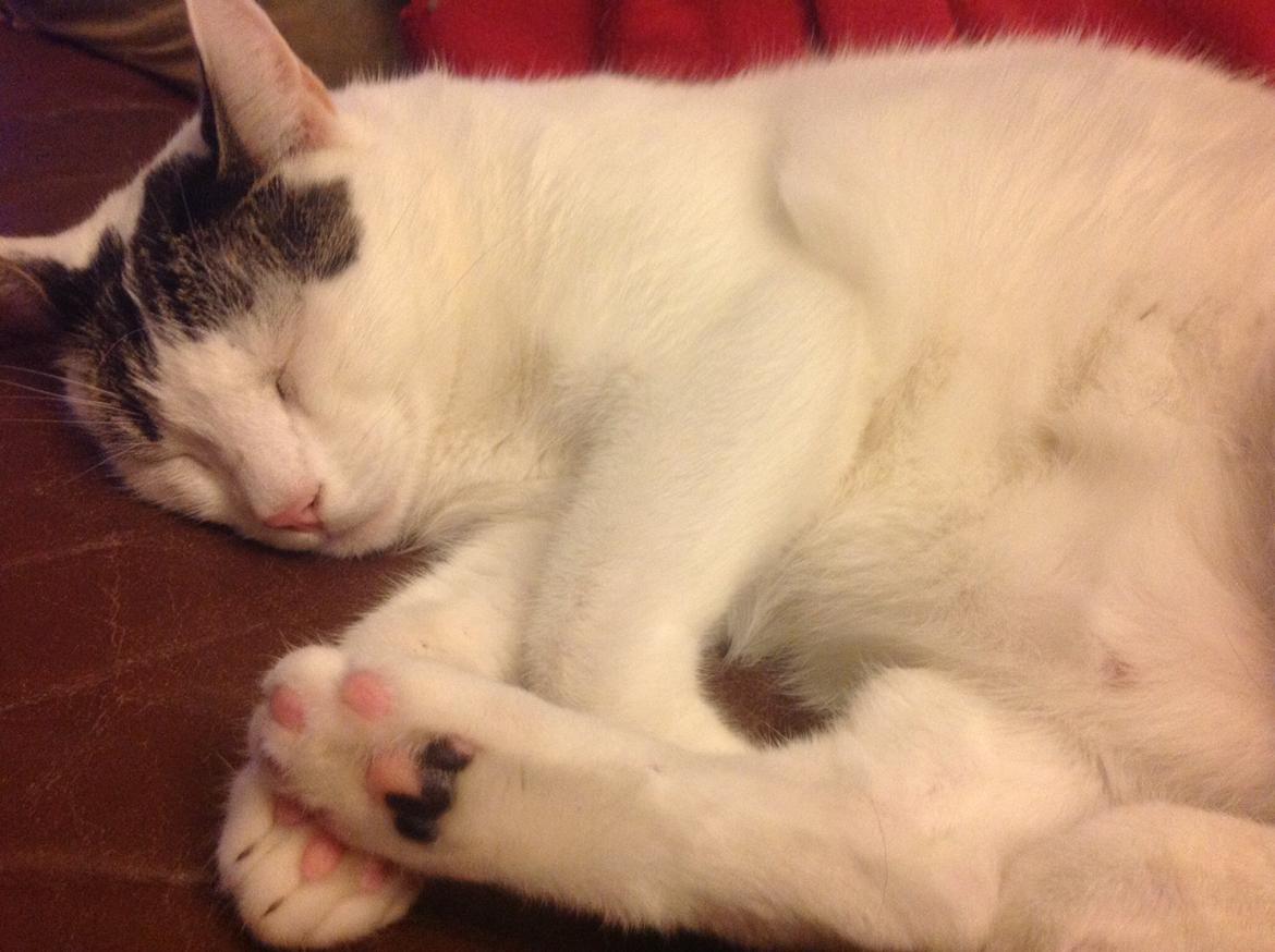 Blanding af racer Gibson billede 8