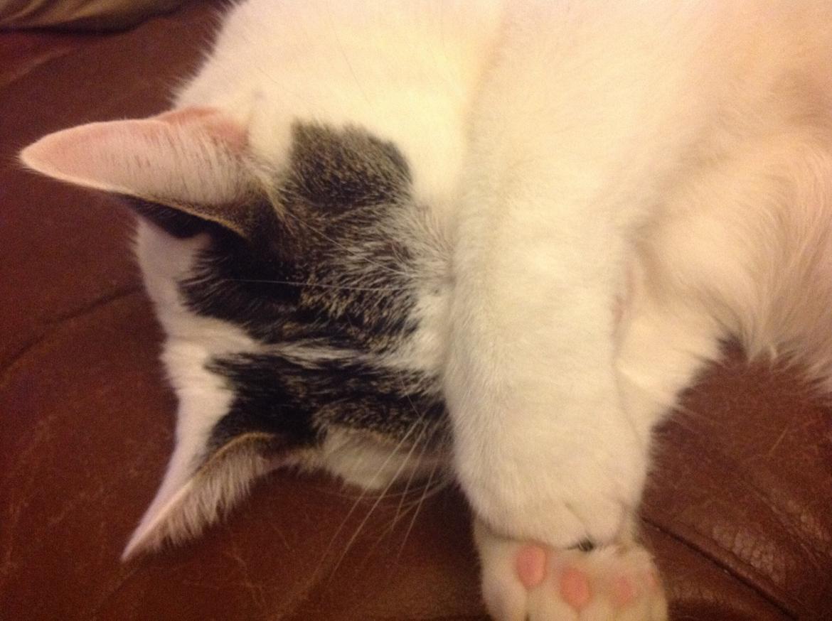 Blanding af racer Gibson billede 9