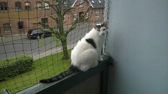 Blanding af racer Gibson billede 15