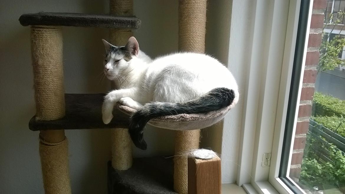 Blanding af racer Gibson billede 7