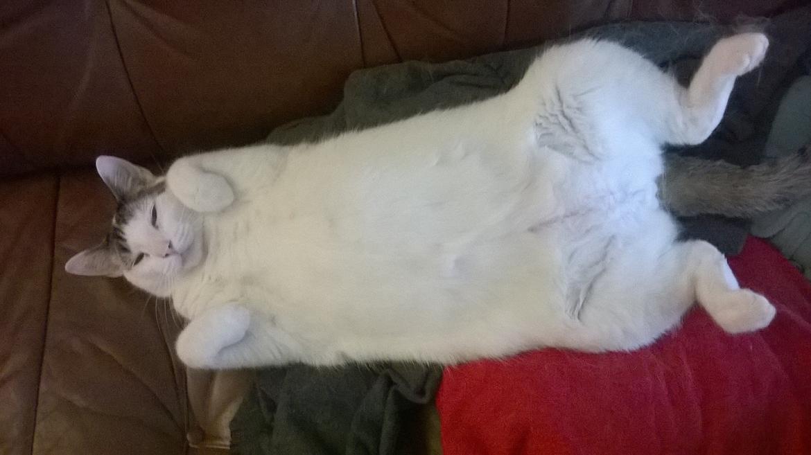 Blanding af racer Gibson billede 3