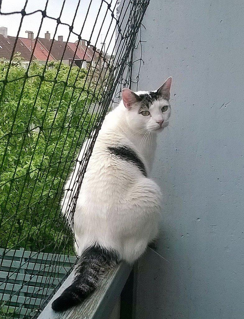 Blanding af racer Gibson billede 1