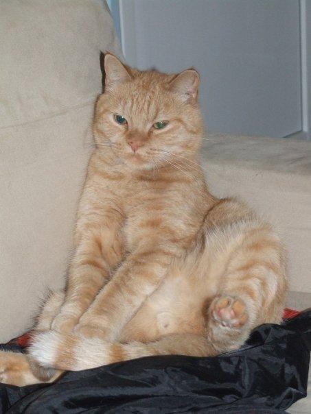 Huskat Sylvester(Sylle-mis) billede 2