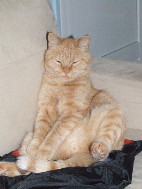 Huskat Sylvester(Sylle-mis) billede 1