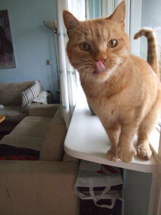 Huskat Sylvester(Sylle-mis) billede 3