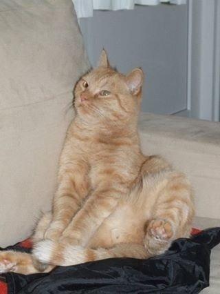 Huskat Sylvester(Sylle-mis) billede 4