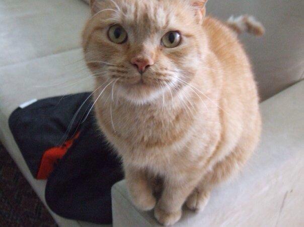 Huskat Sylvester(Sylle-mis) billede 5