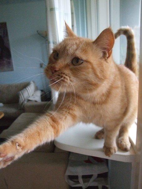 Huskat Sylvester(Sylle-mis) billede 6