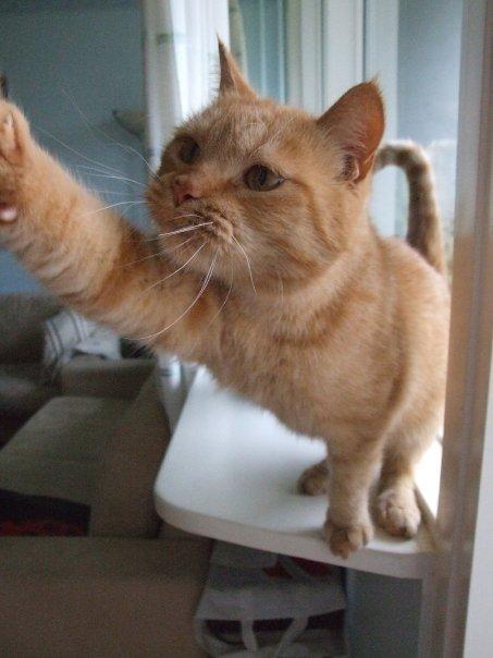 Huskat Sylvester(Sylle-mis) billede 7