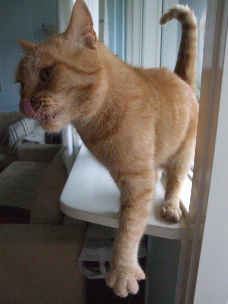 Huskat Sylvester(Sylle-mis) billede 8