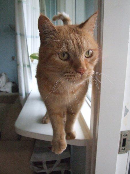 Huskat Sylvester(Sylle-mis) billede 9