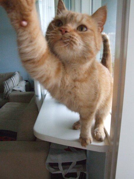 Huskat Sylvester(Sylle-mis) billede 10