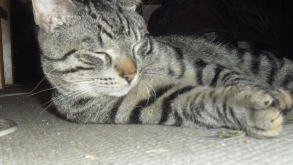 Huskat Milo (Tidl. Kat) billede 12