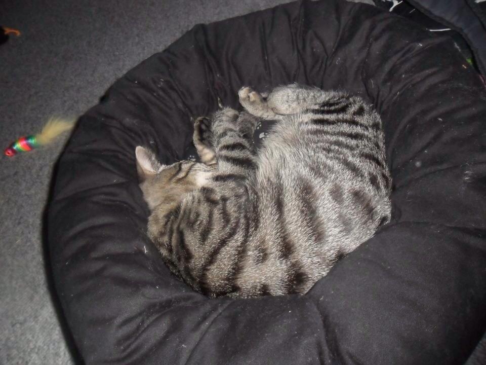 Huskat Milo (Tidl. Kat) billede 4