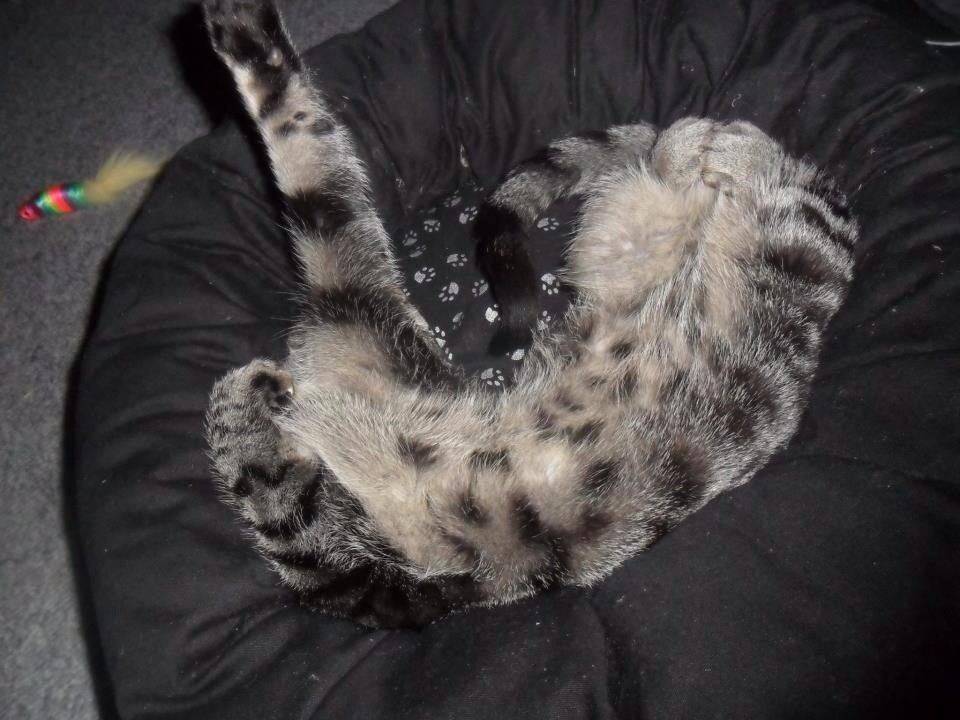 Huskat Milo (Tidl. Kat) billede 5