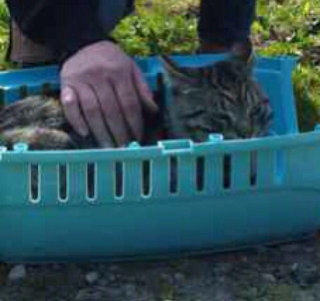 Huskat Milo (Tidl. Kat) billede 10