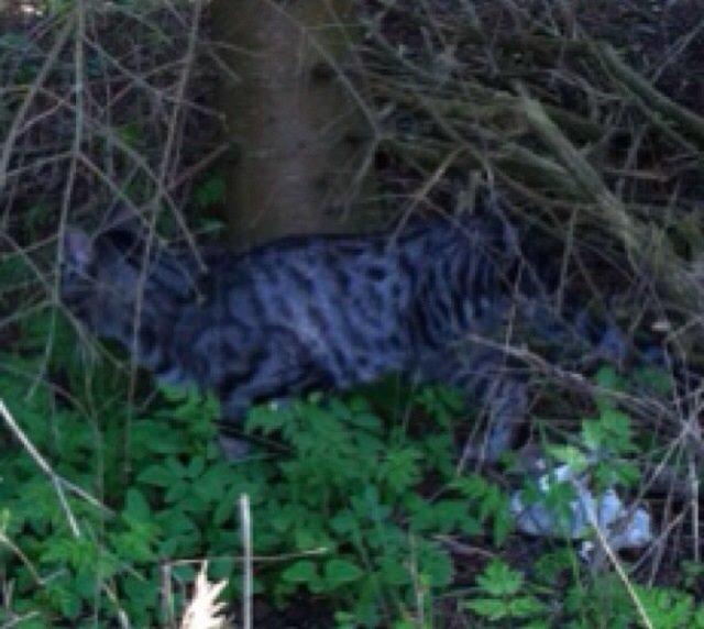 Huskat Milo (Tidl. Kat) billede 11