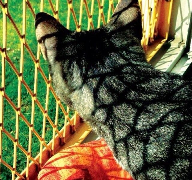 Huskat Milo (Tidl. Kat) billede 2