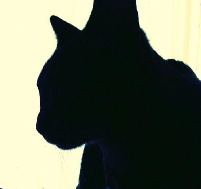 Huskat Milo (Tidl. Kat) billede 6