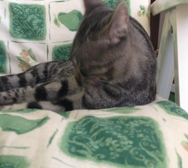 Huskat Milo (Tidl. Kat) billede 13