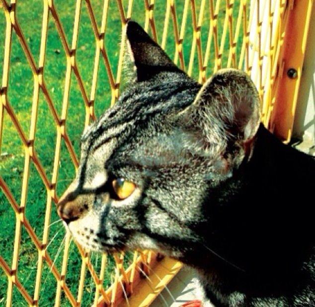 Huskat Milo (Tidl. Kat) billede 1