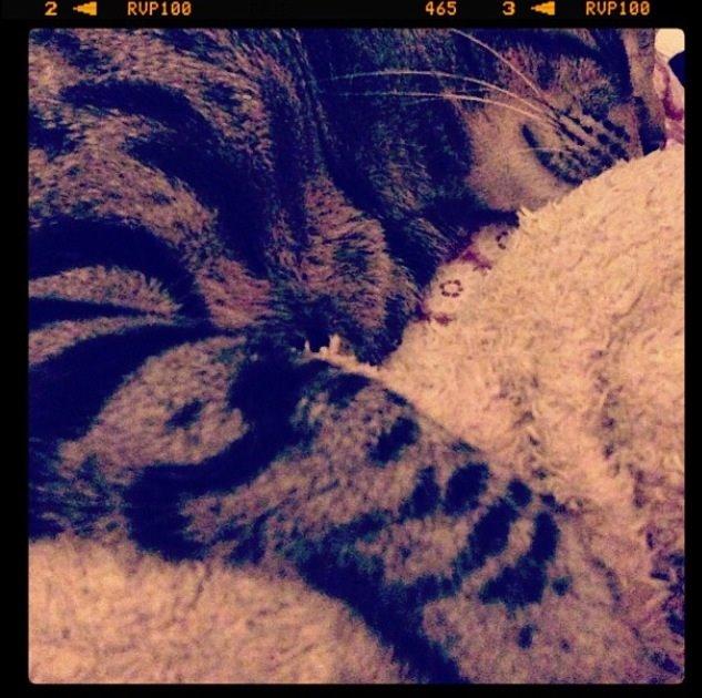 Huskat Milo (Tidl. Kat) billede 7