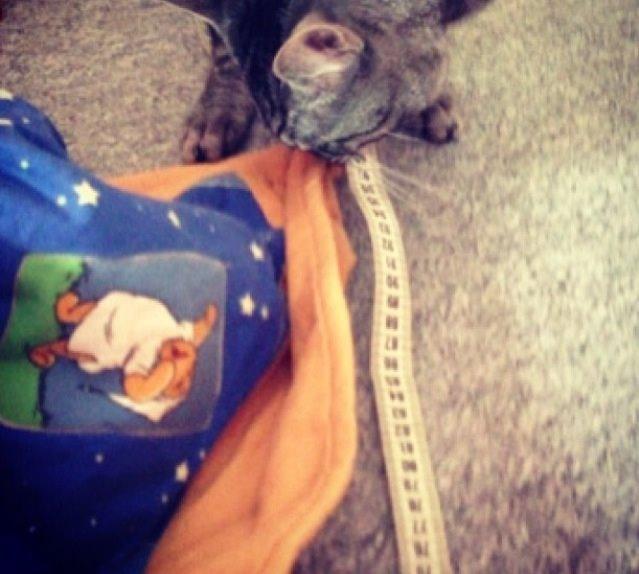 Huskat Milo (Tidl. Kat) billede 8