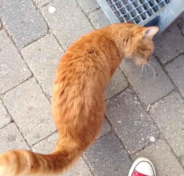 Huskat Stella ~Stelsen~ [Tidl. genudsætningskat] billede 3