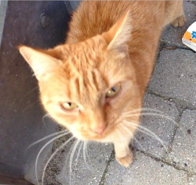 Huskat Stella ~Stelsen~ [Tidl. genudsætningskat] billede 4