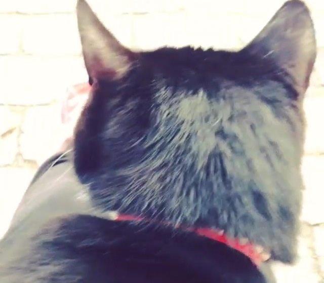 Huskat •Jasmino• [Tidl. Genudsætnings kat] billede 3