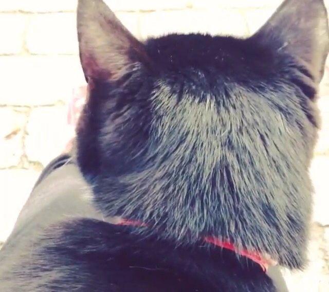 Huskat •Jasmino• [Tidl. Genudsætnings kat] billede 1