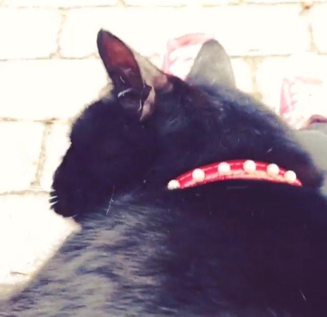 Huskat •Jasmino• [Tidl. Genudsætnings kat] billede 2