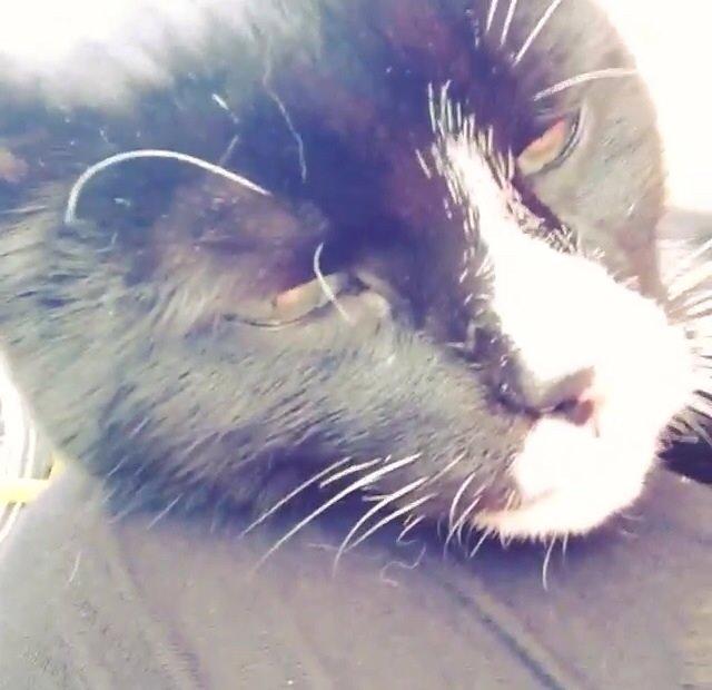 Huskat •Jasmino• [Tidl. Genudsætnings kat] billede 6