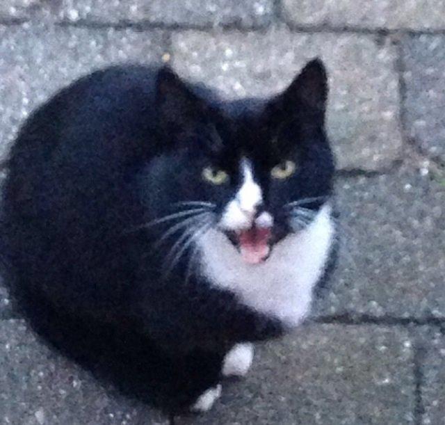 Huskat •Jasmino• [Tidl. Genudsætnings kat] billede 7