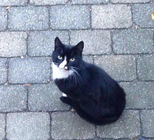 Huskat •Jasmino• [Tidl. Genudsætnings kat] billede 9