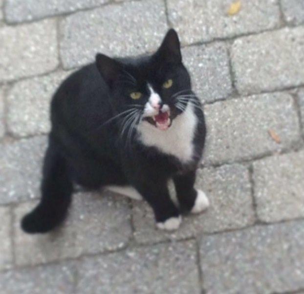 Huskat •Jasmino• [Tidl. Genudsætnings kat] billede 8