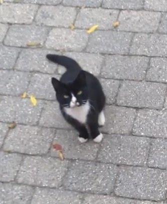 Huskat •Jasmino• [Tidl. Genudsætnings kat] billede 10