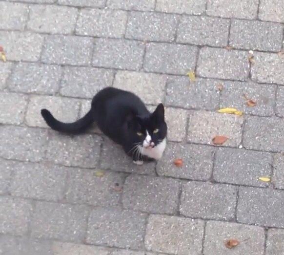 Huskat •Jasmino• [Tidl. Genudsætnings kat] billede 11