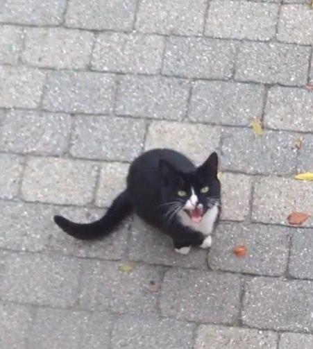 Huskat •Jasmino• [Tidl. Genudsætnings kat] billede 12