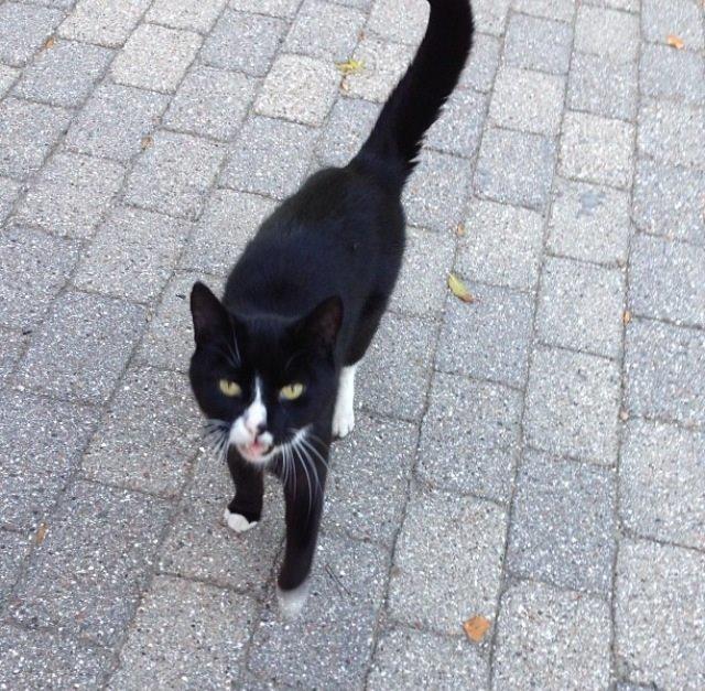 Huskat •Jasmino• [Tidl. Genudsætnings kat] billede 13