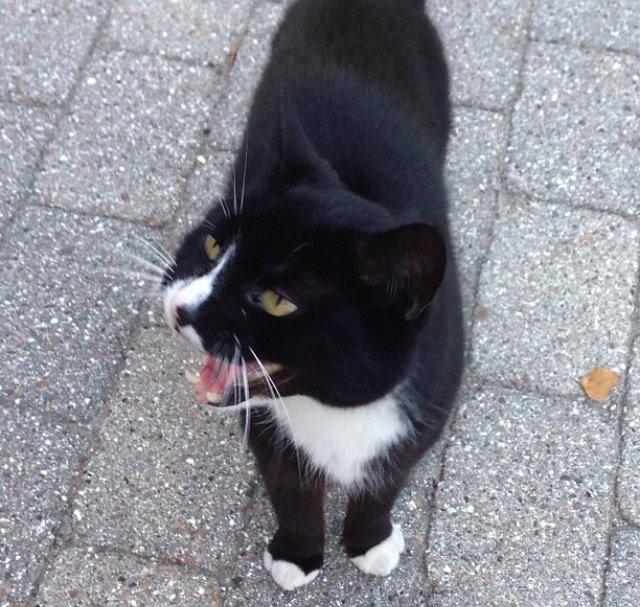 Huskat •Jasmino• [Tidl. Genudsætnings kat] billede 14