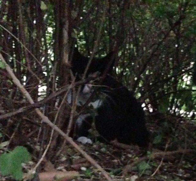 Huskat •Jasmino• [Tidl. Genudsætnings kat] billede 15