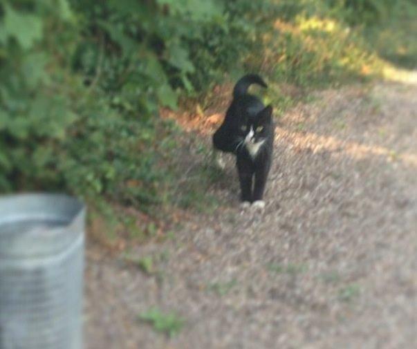 Huskat •Jasmino• [Tidl. Genudsætnings kat] billede 16