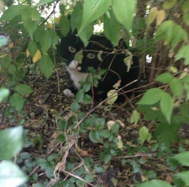 Huskat •Jasmino• [Tidl. Genudsætnings kat] billede 18