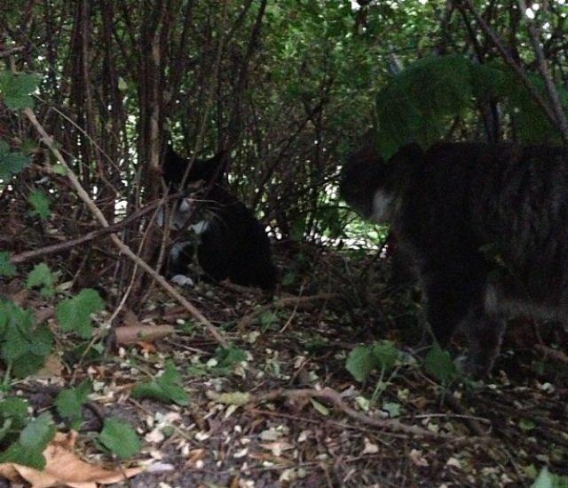 Huskat •Jasmino• [Tidl. Genudsætnings kat] billede 17