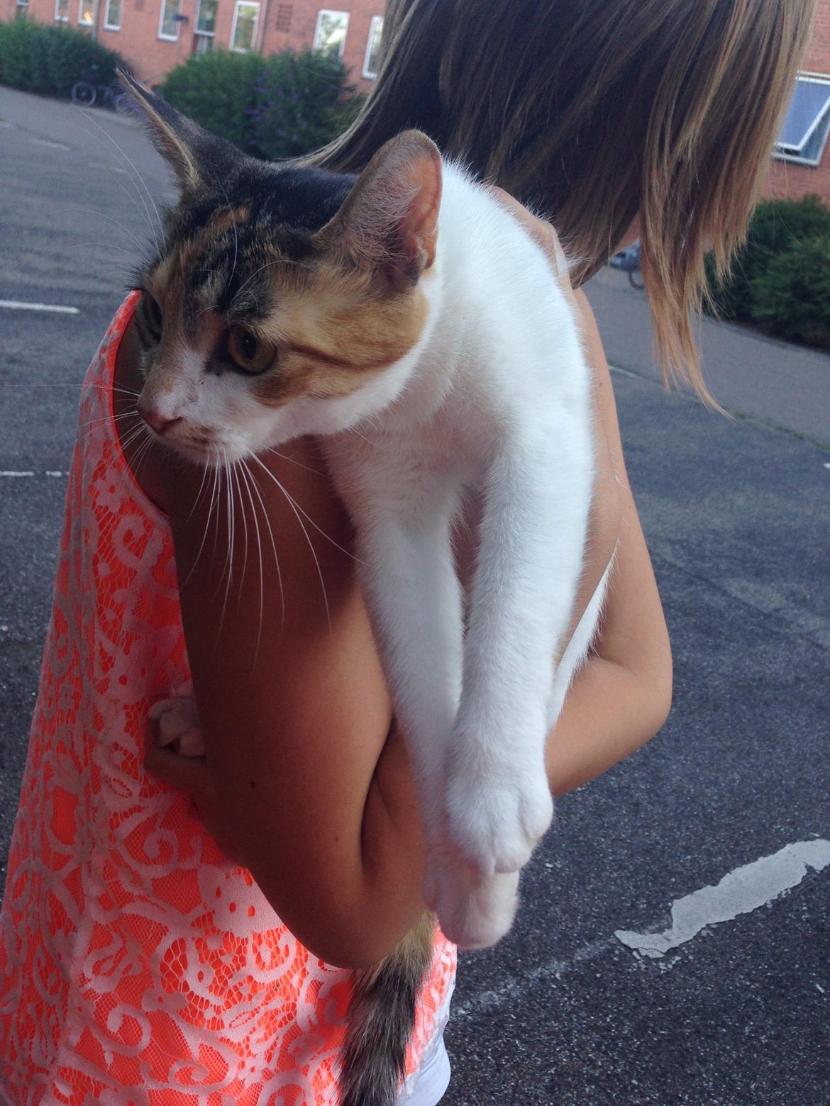 Huskat Chili/Dunja [Genudsætningskat] billede 2