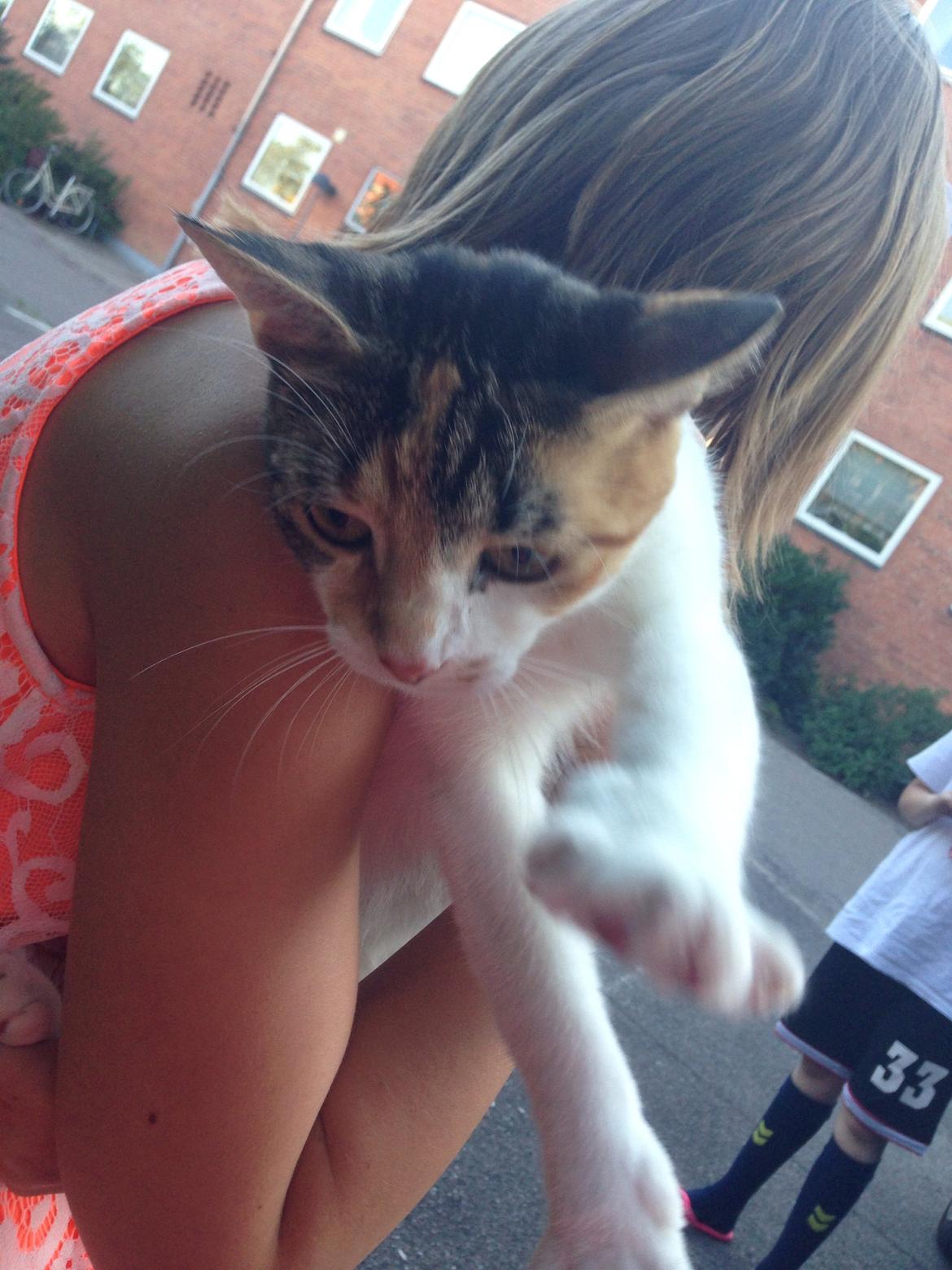 Huskat Chili/Dunja [Genudsætningskat] billede 4