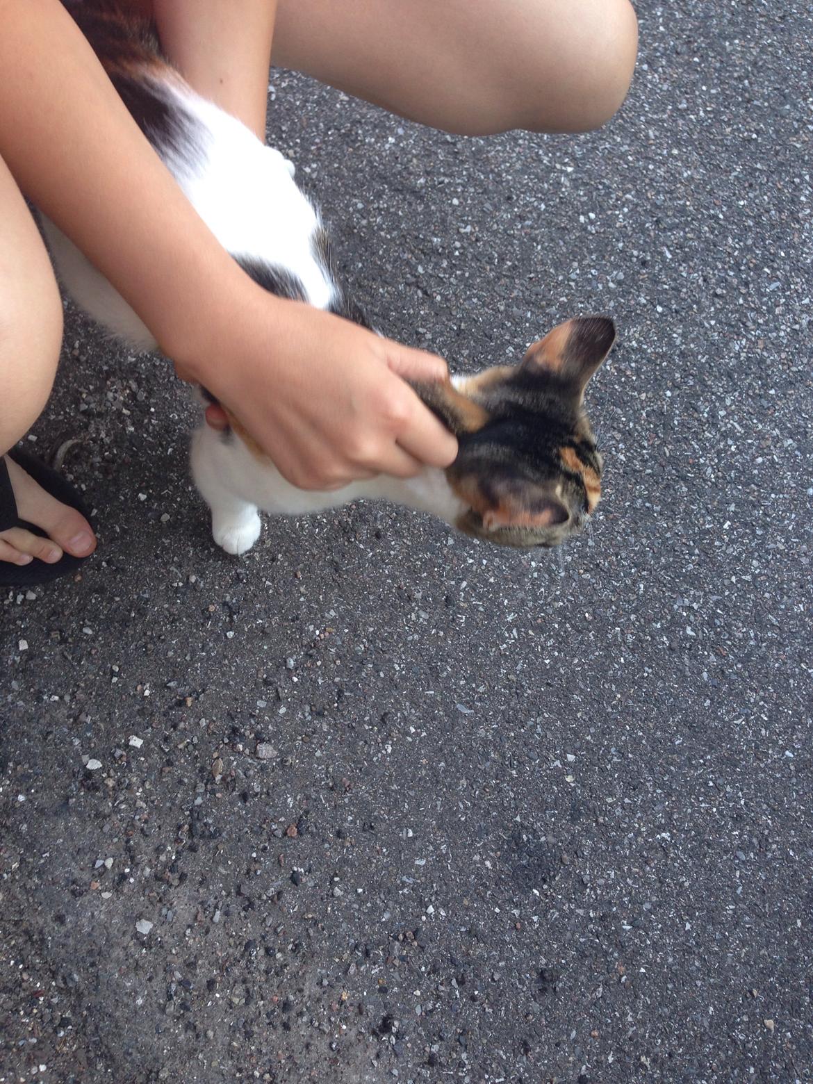 Huskat Chili/Dunja [Genudsætningskat] billede 5